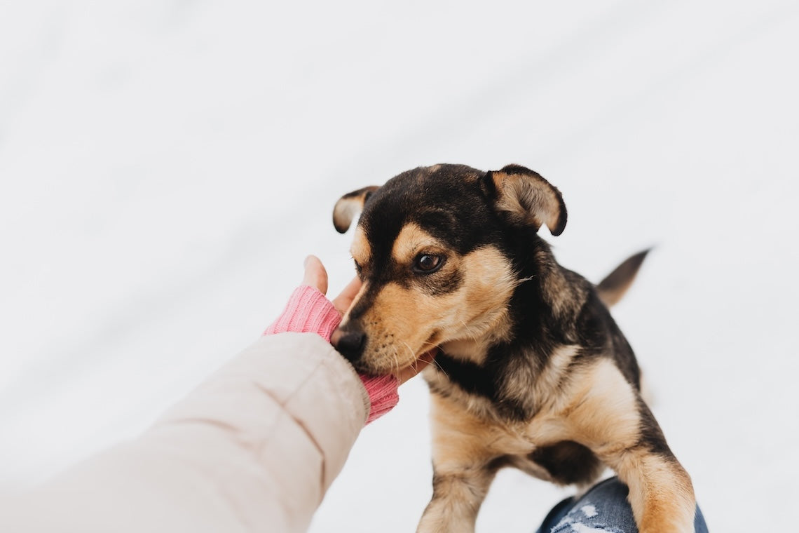 Pets
