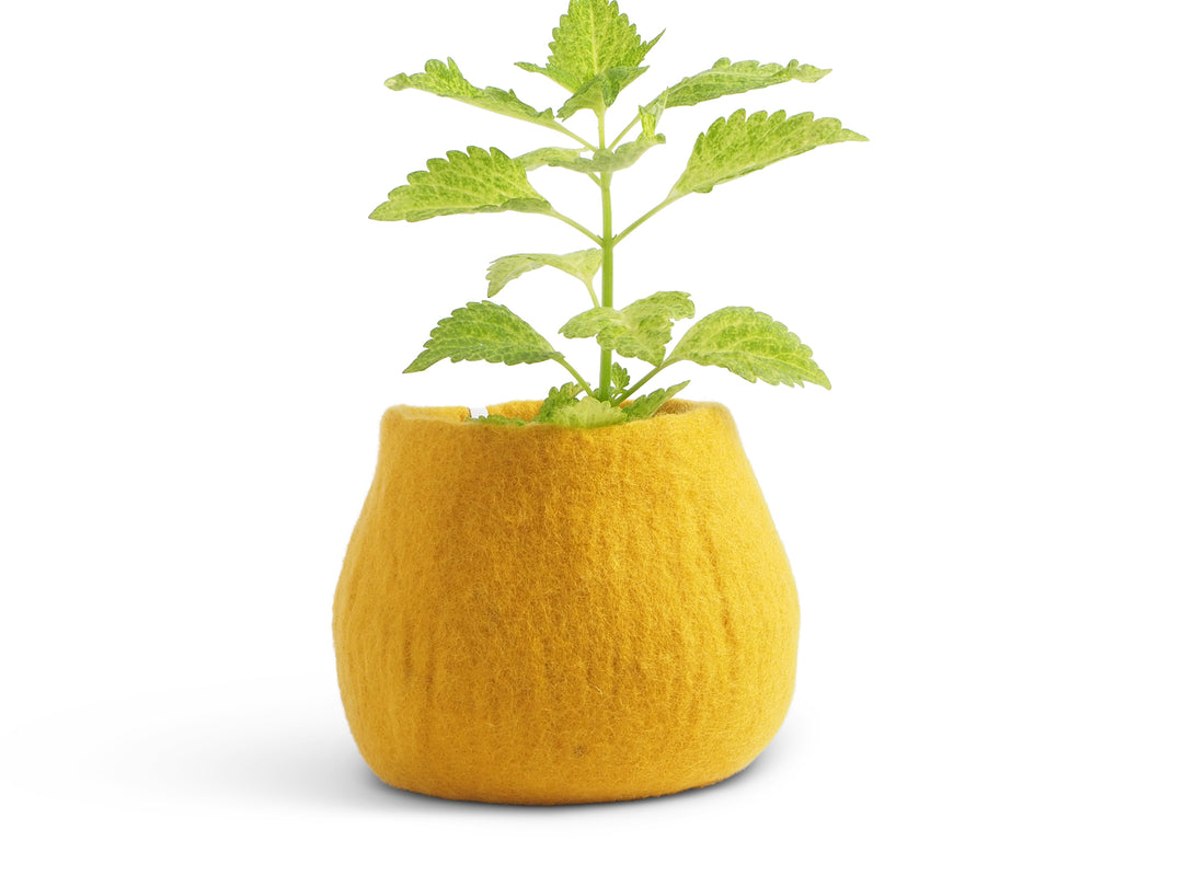 FLOWER POT 16, M